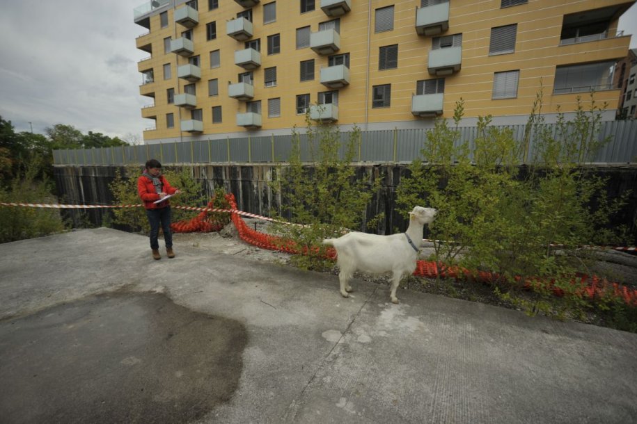Polonca Lovšin, A Plan with a Goat, community garden Beyond a Construction Site, Ljubljana, 2010; photo: Tomaž Tomažin